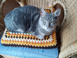 Mini Samuel - a  3 year old female silver tabby cat, sitting on a crocheted cushion