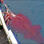Mature Male Colossal Squid Landed in New Zealand