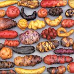 2008 – The International Year of the Potato