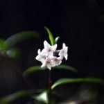 A Lensbaby at the National Rhododendron Gardens