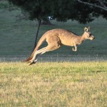 An Evening at Cardinia