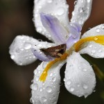Butterfly on an iris in the rain