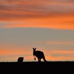 Cardinia Kangaroos at Sunset