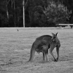 Eastern Grey Kangaroo at Cardinia Reservoir (Black & White)