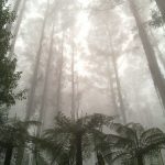 Giant Eucalyptus in the Mist, Sherbrooke Forest